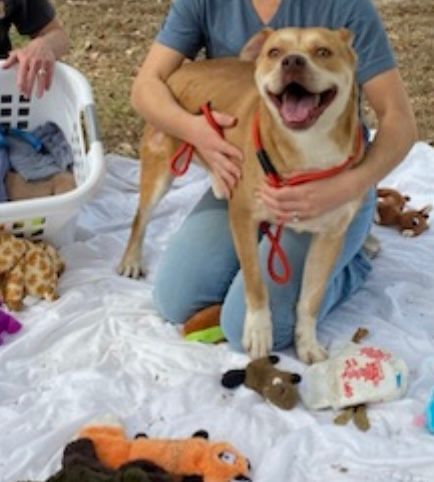 Spanky , an adoptable Mixed Breed in Madison, MS, 39110 | Photo Image 2