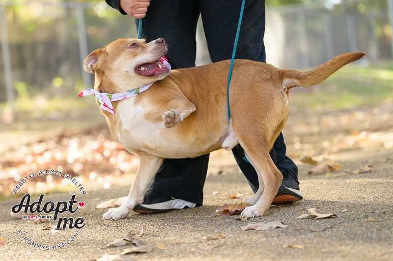 Spanky , an adoptable Mixed Breed in Madison, MS, 39110 | Photo Image 5
