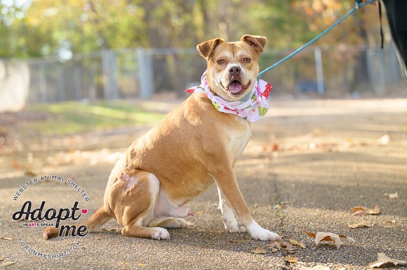 Spanky , an adoptable Mixed Breed in Madison, MS, 39110 | Photo Image 6