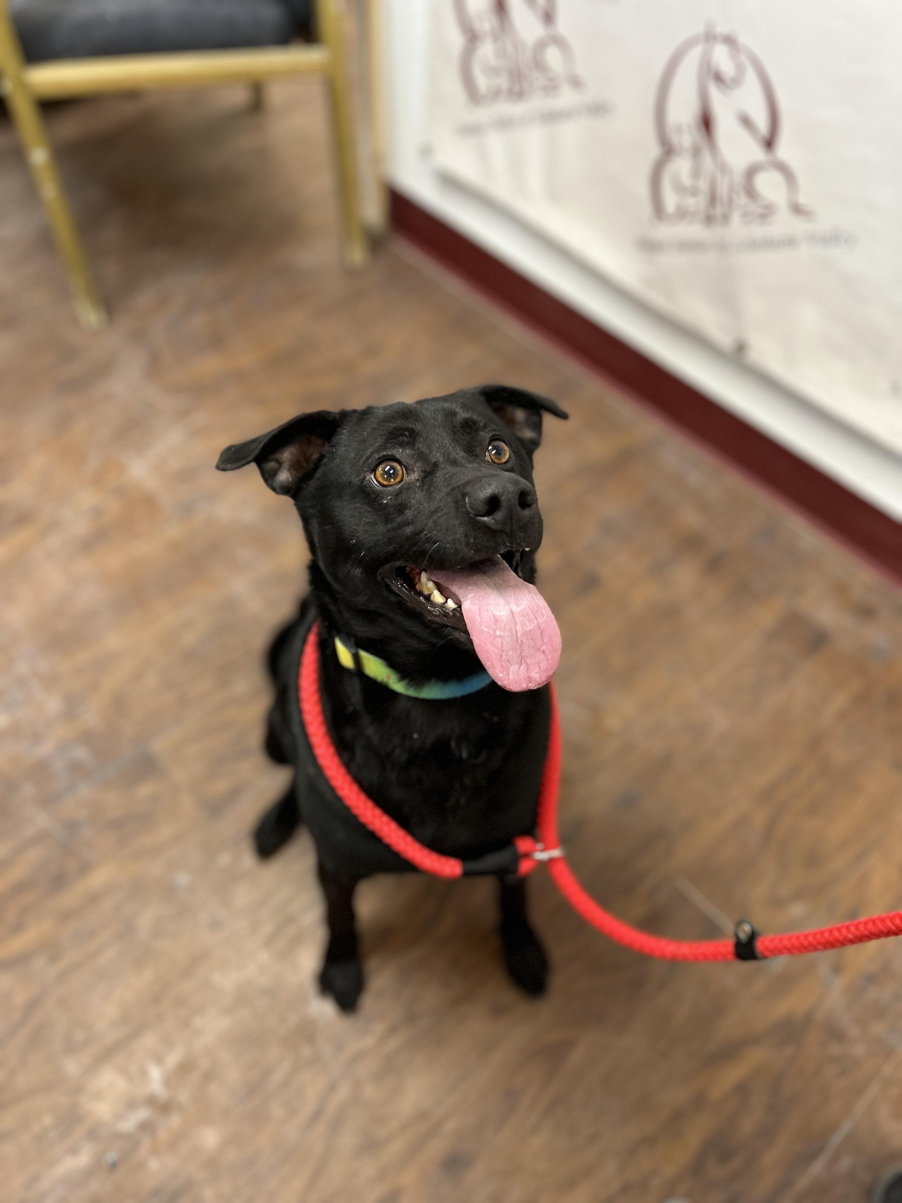 Enlarge Chico , a ADOPTABLE mixed breed in Howes Cave, NY image 4/4