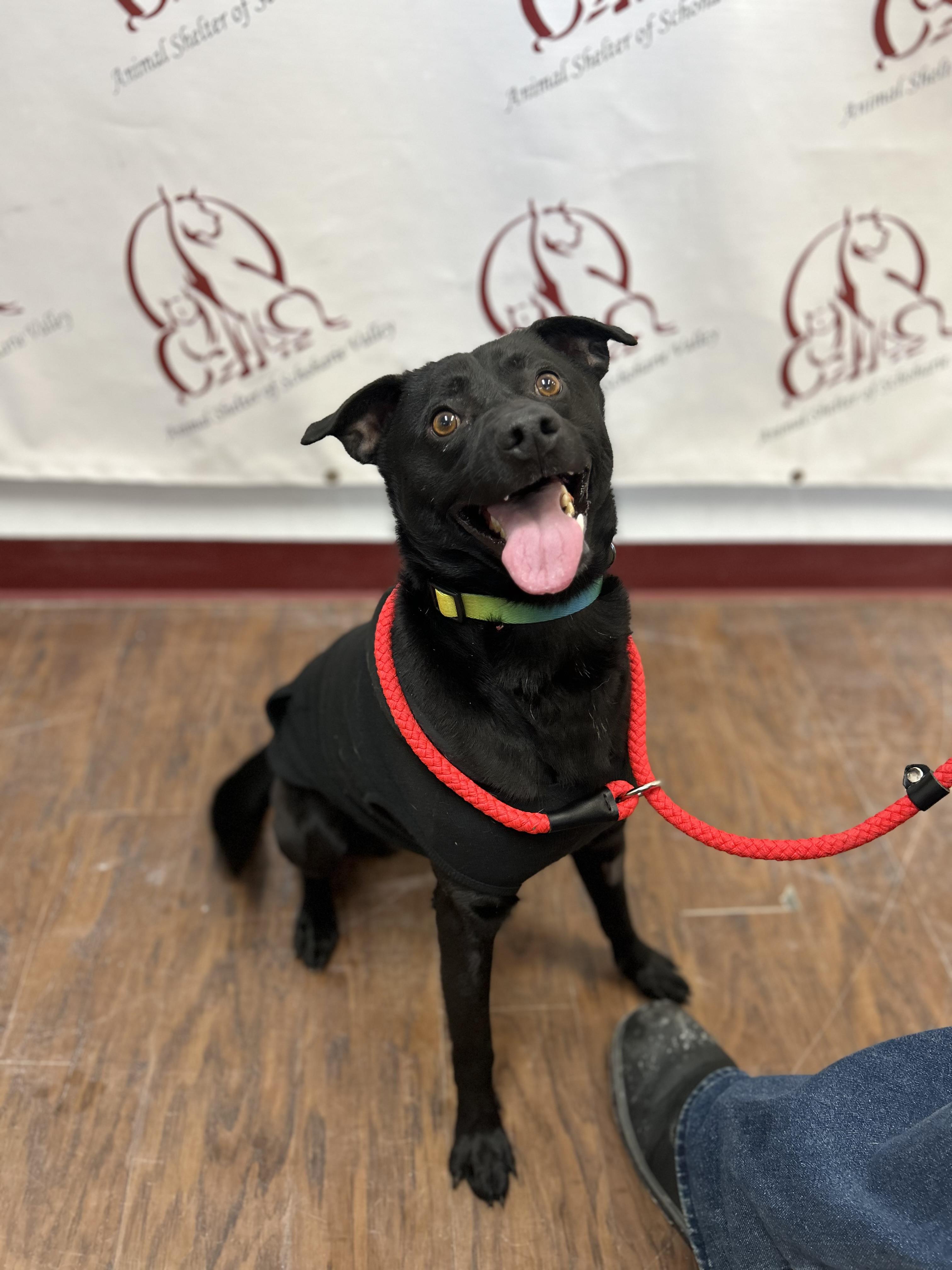 Chico , ADOPTABLE, Adult Male Border Collie.