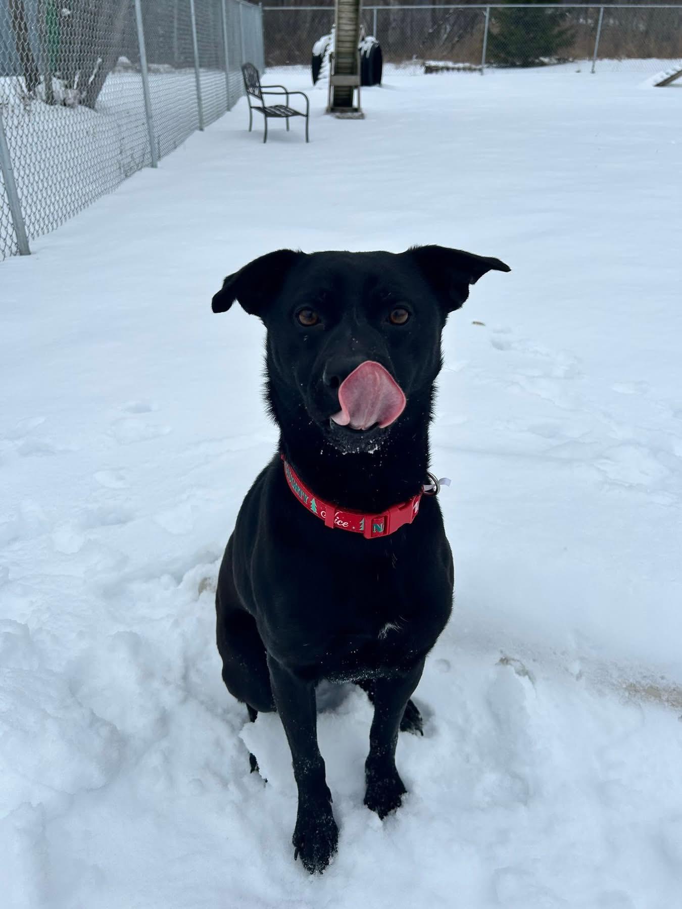 Enlarge Chico , a ADOPTABLE mixed breed in Howes Cave, NY image 1/1
