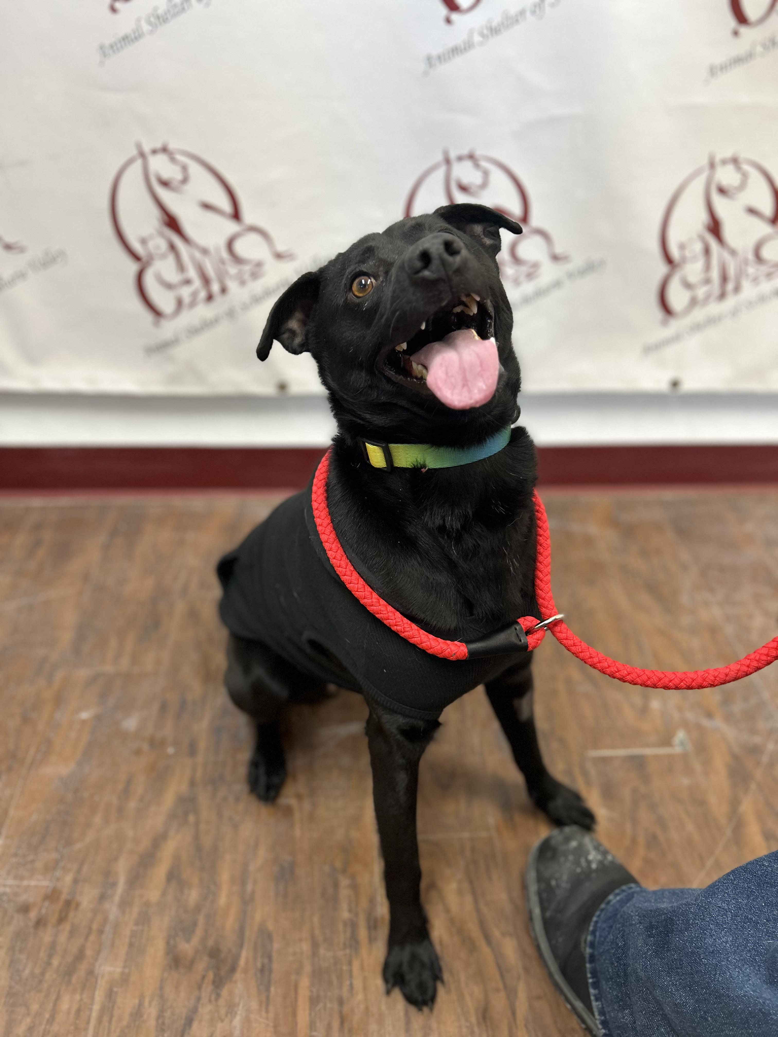 Enlarge Chico , a ADOPTABLE mixed breed in Howes Cave, NY image 3/4