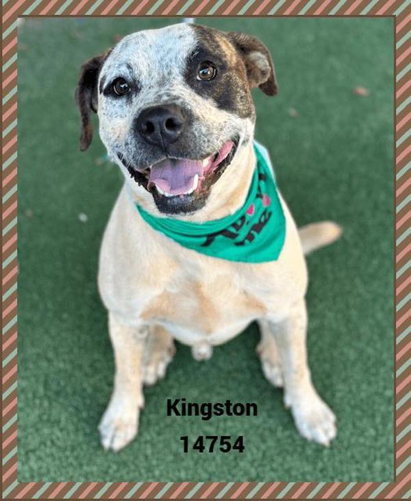 Enlarge Kingston (27), a Adoptable mixed breed in Marietta, GA image 1/2