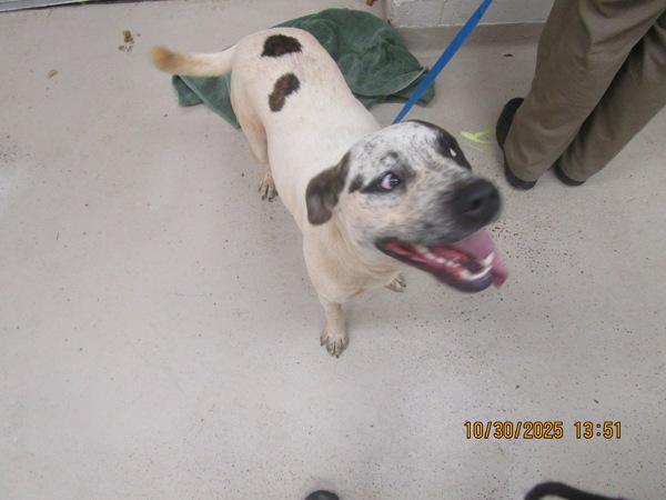 Enlarge Kingston (27), a Adoptable mixed breed in Marietta, GA image 2/2