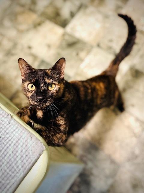 Kiki, Adoptable, Adult Female Domestic Short Hair.