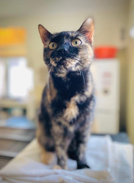 Kiki, a Adoptable Domestic Short Hair in Duxbury, MA image 2/4