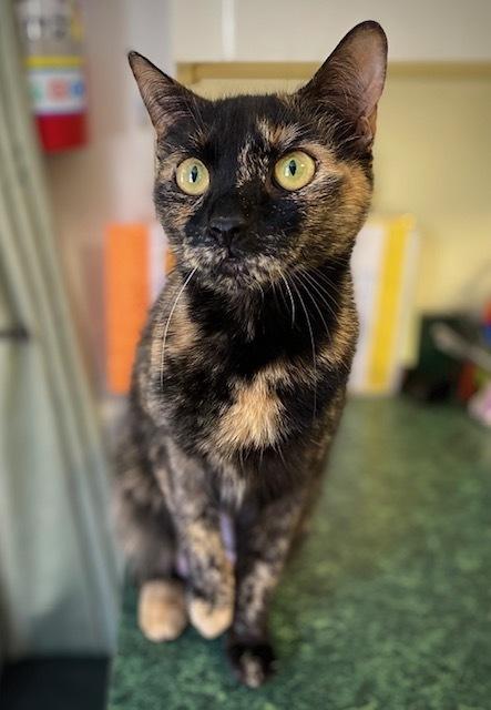 Kiki, a Adoptable Domestic Short Hair in Duxbury, MA image 3/4