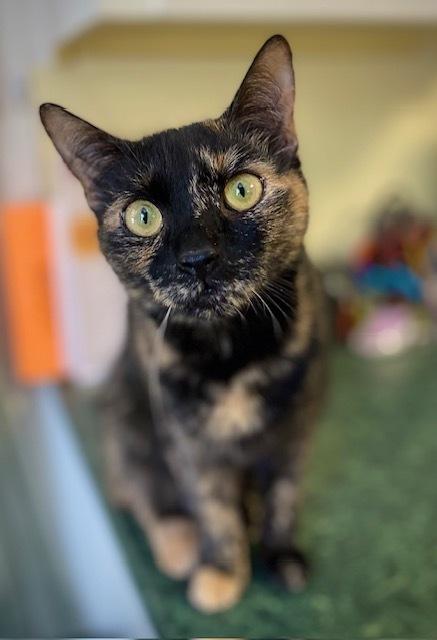 Kiki, a Adoptable Domestic Short Hair in Duxbury, MA image 4/4
