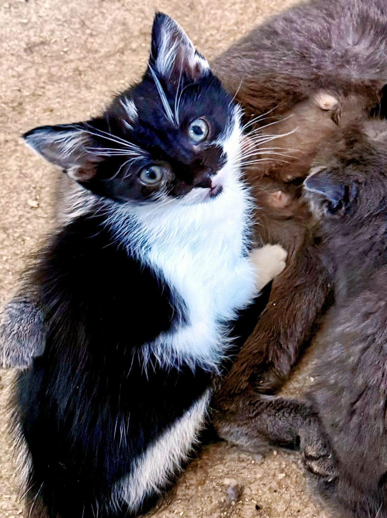 Enlarge Rin, a ADOPTABLE Domestic Short Hair in Pittsburgh, PA image 3/4