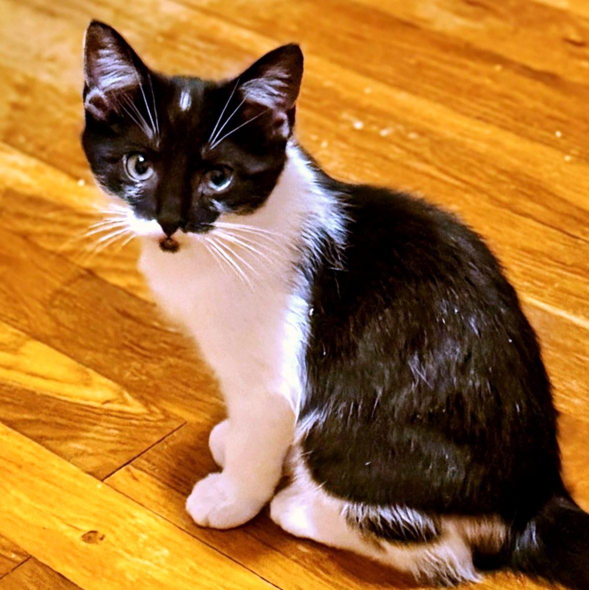 Rin, ADOPTABLE, Kitten Female Domestic Short Hair.