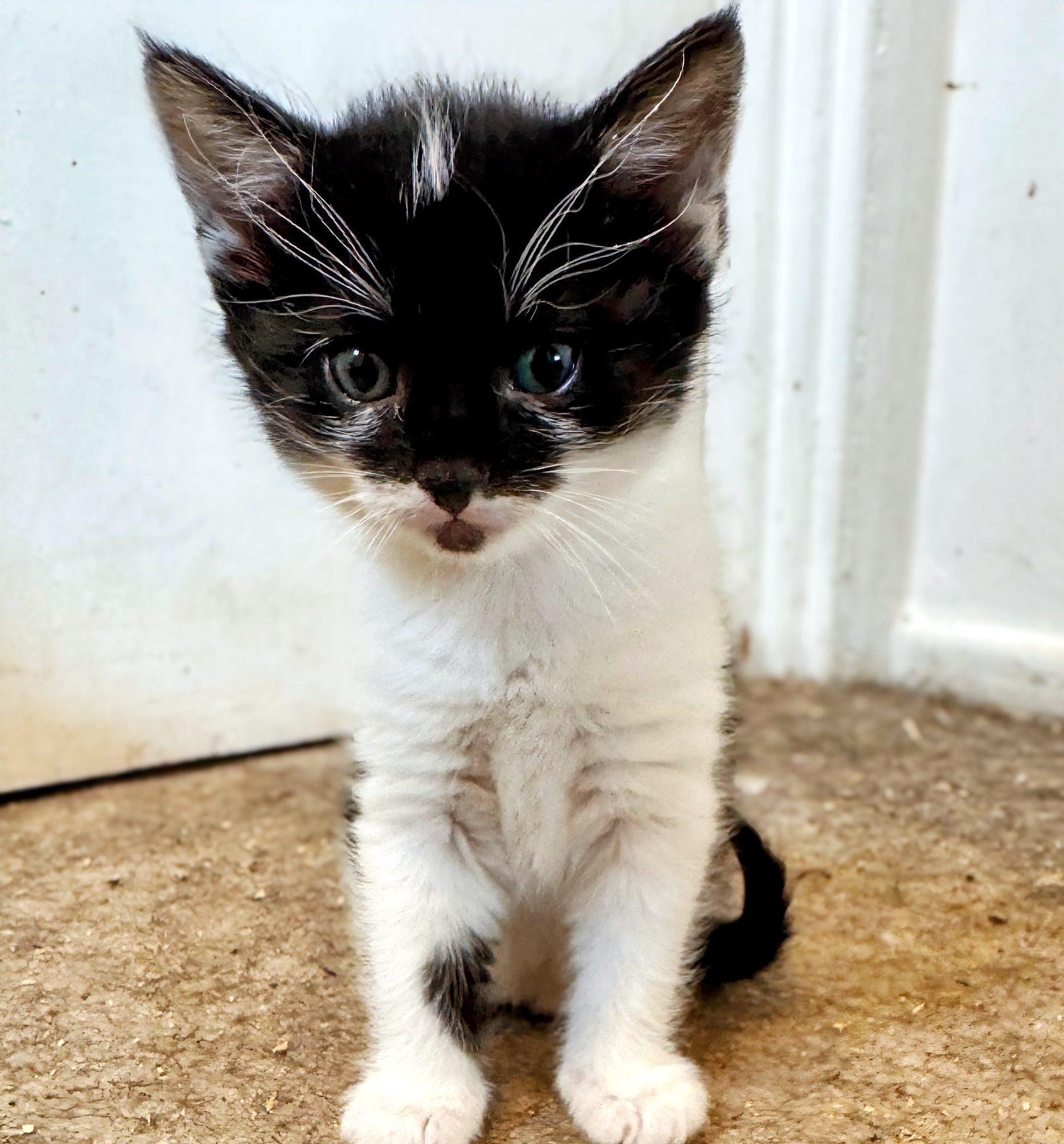 Enlarge Rin, a ADOPTABLE Domestic Short Hair in Pittsburgh, PA image 2/4