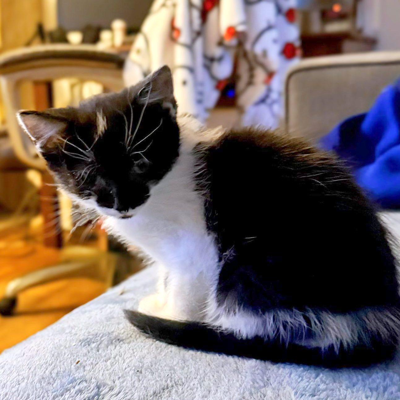 Enlarge Rin, a ADOPTABLE Domestic Short Hair in Pittsburgh, PA image 4/4