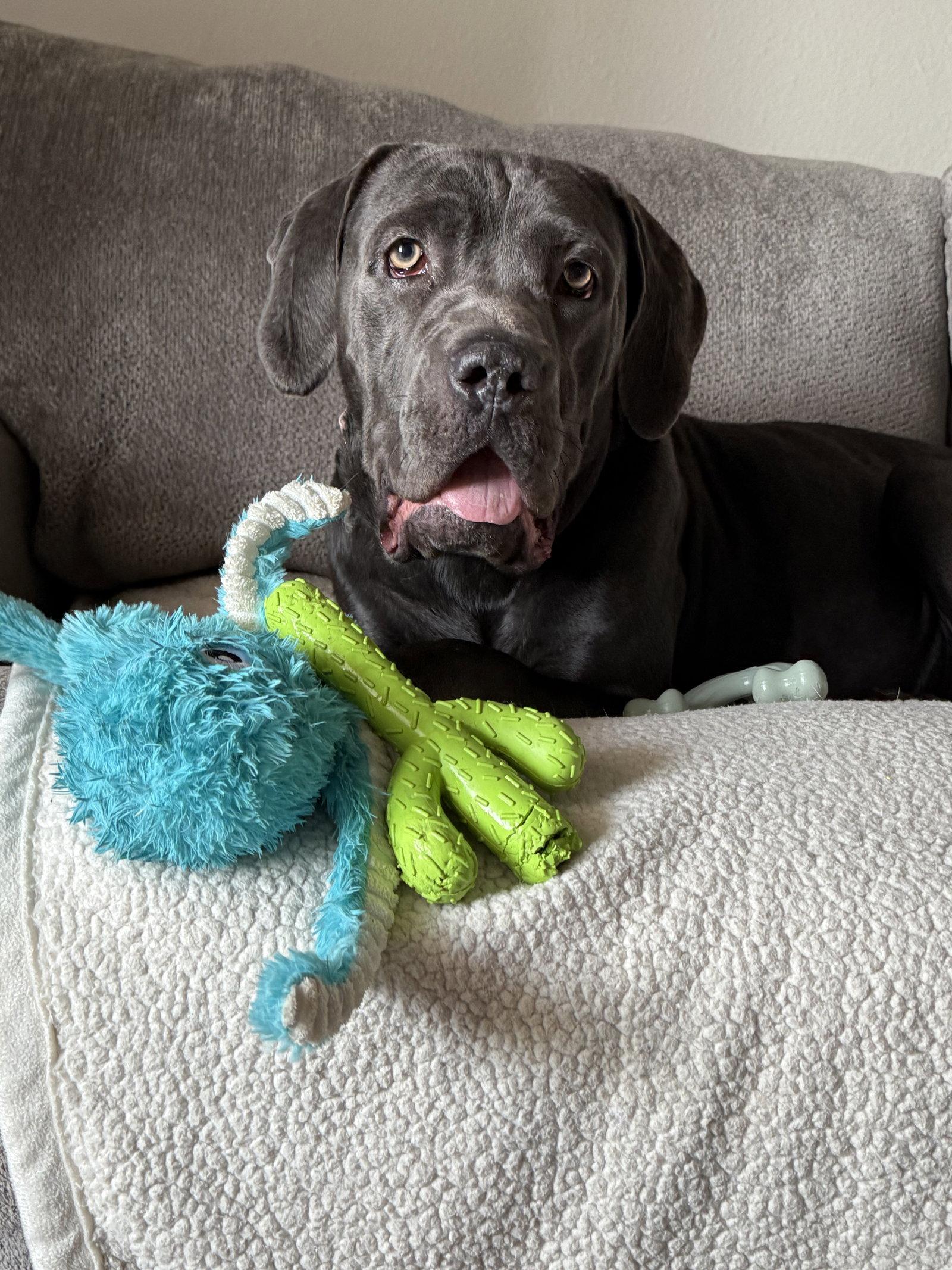 Enlarge Darla - ADOPTED, a Adopted Cane Corso in Glendale, AZ image 1/3