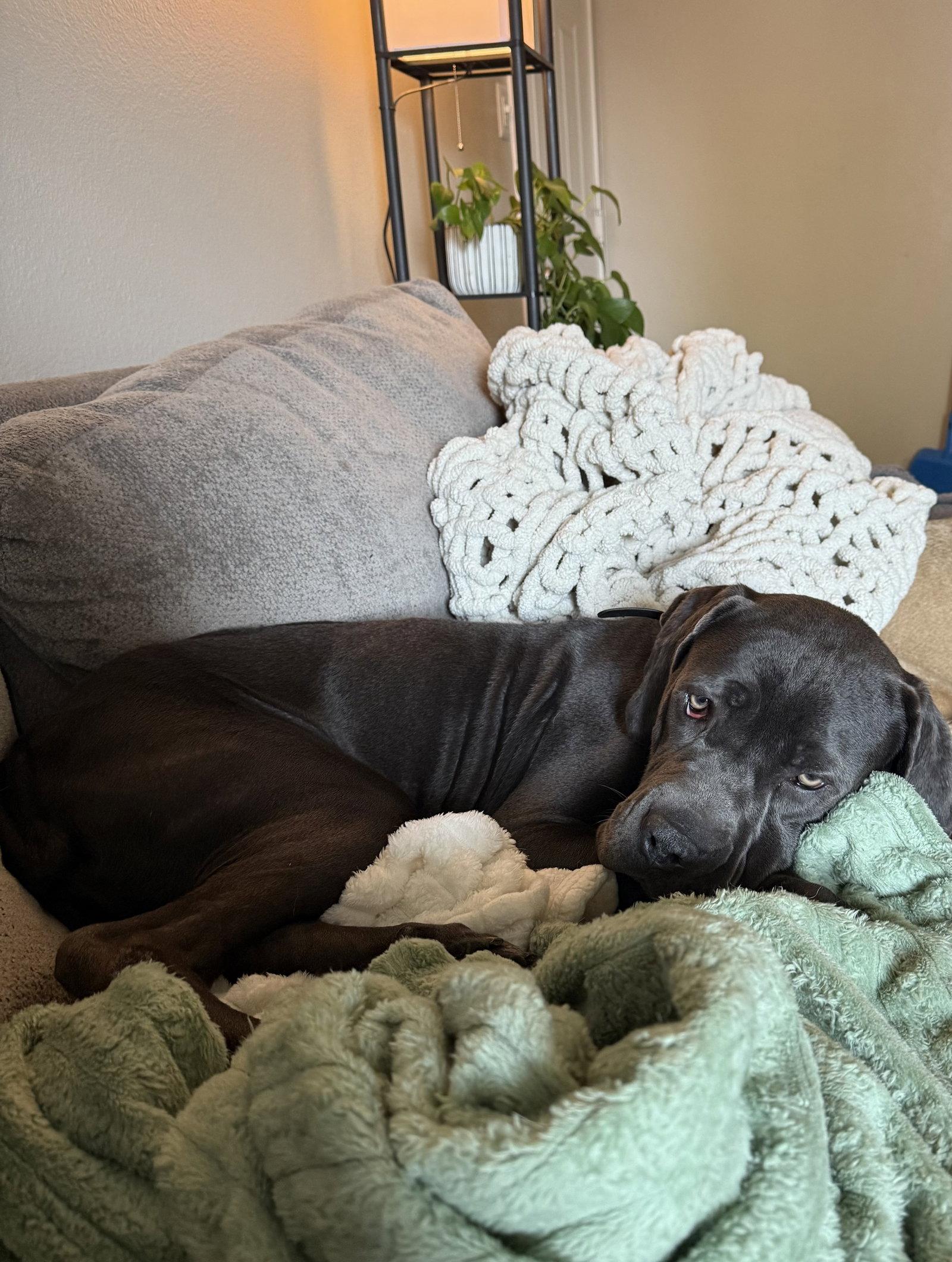 Enlarge Darla - ADOPTED, a Adopted Cane Corso in Glendale, AZ image 2/3