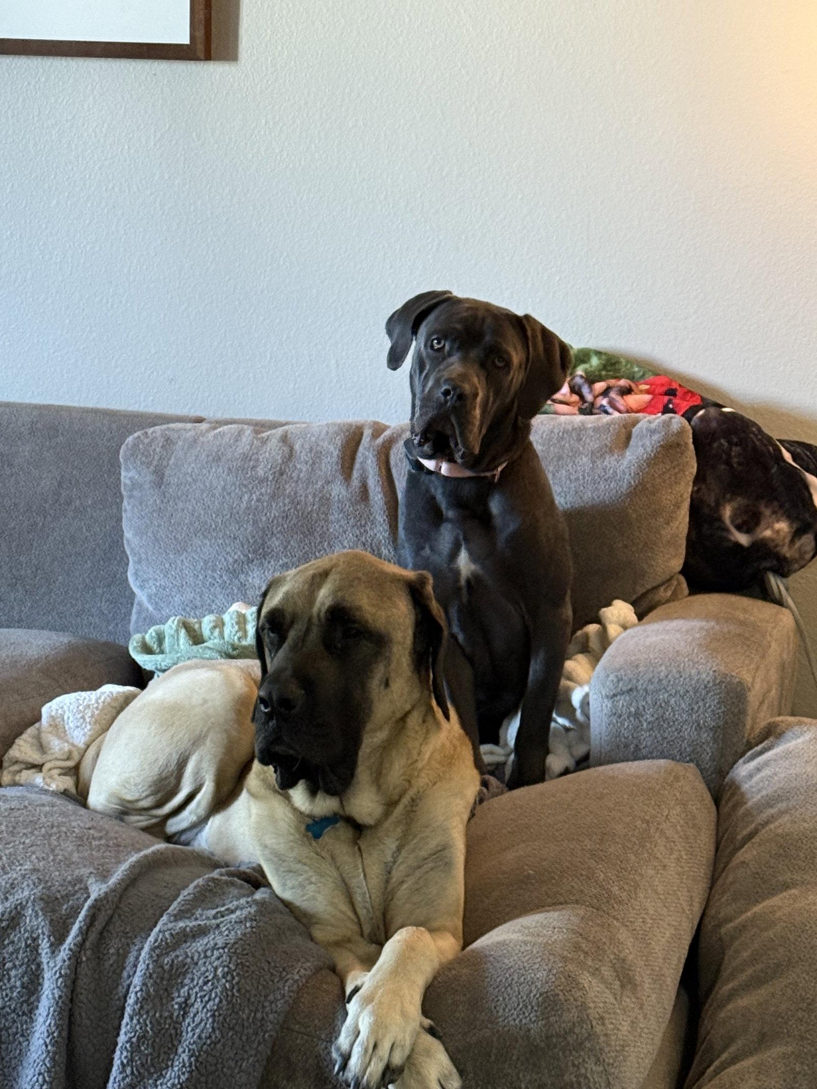 Enlarge Darla - ADOPTED, a Adopted Cane Corso in Glendale, AZ image 3/3