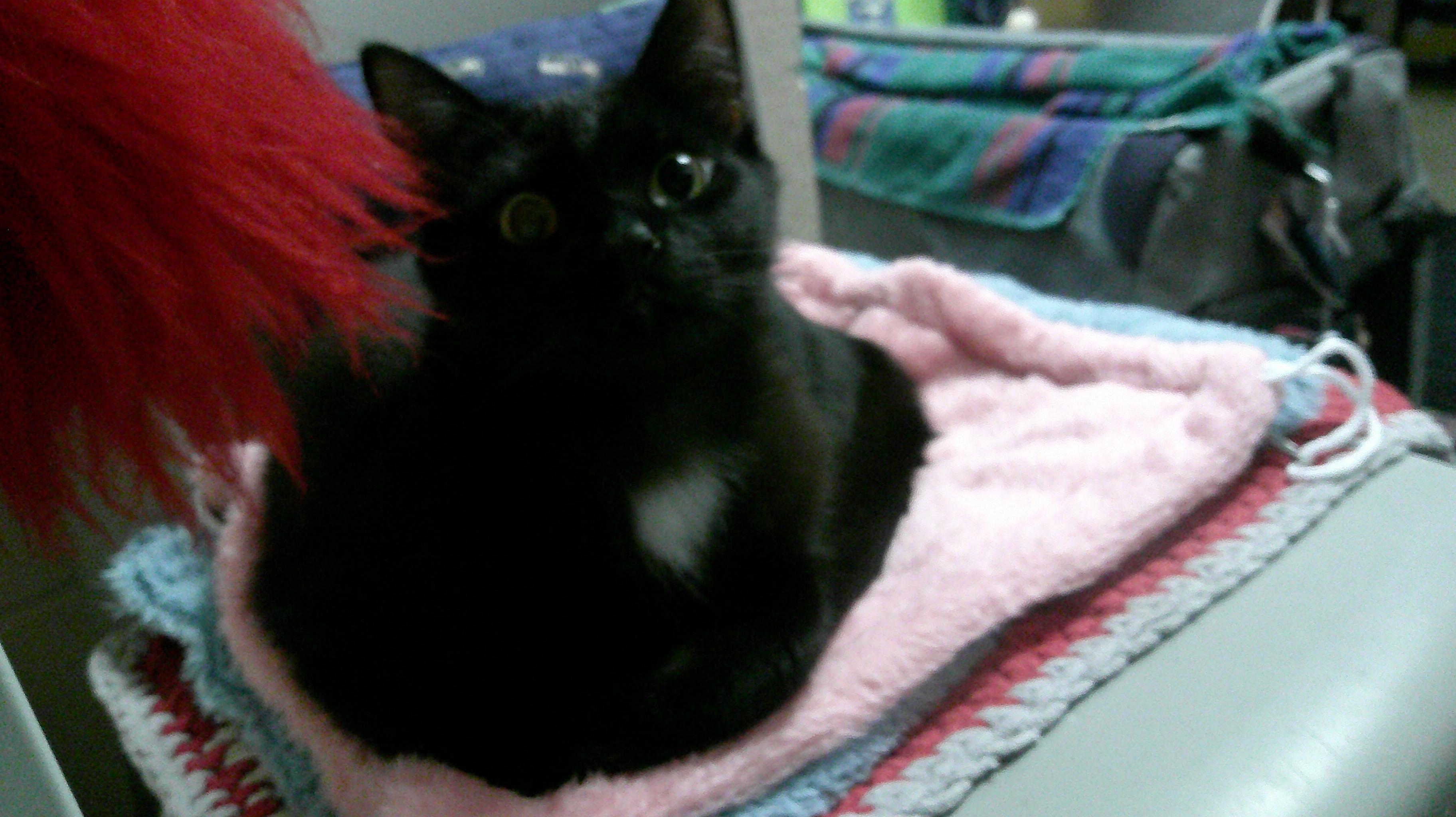 Enlarge Buddy, a ADOPTABLE Domestic Short Hair in Gig Harbor, WA image 2/3