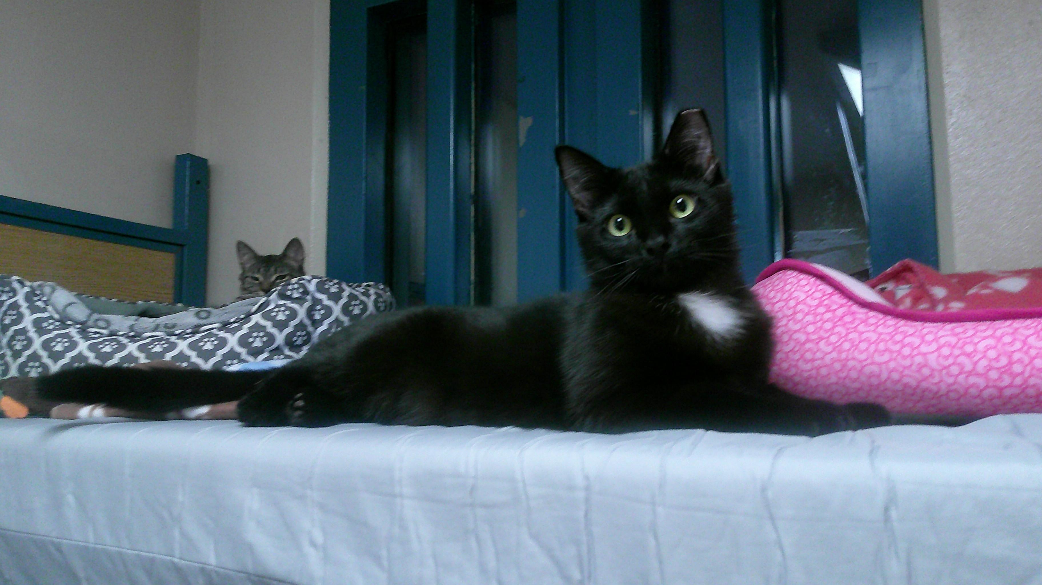 Buddy, ADOPTABLE, Young Male Domestic Short Hair.