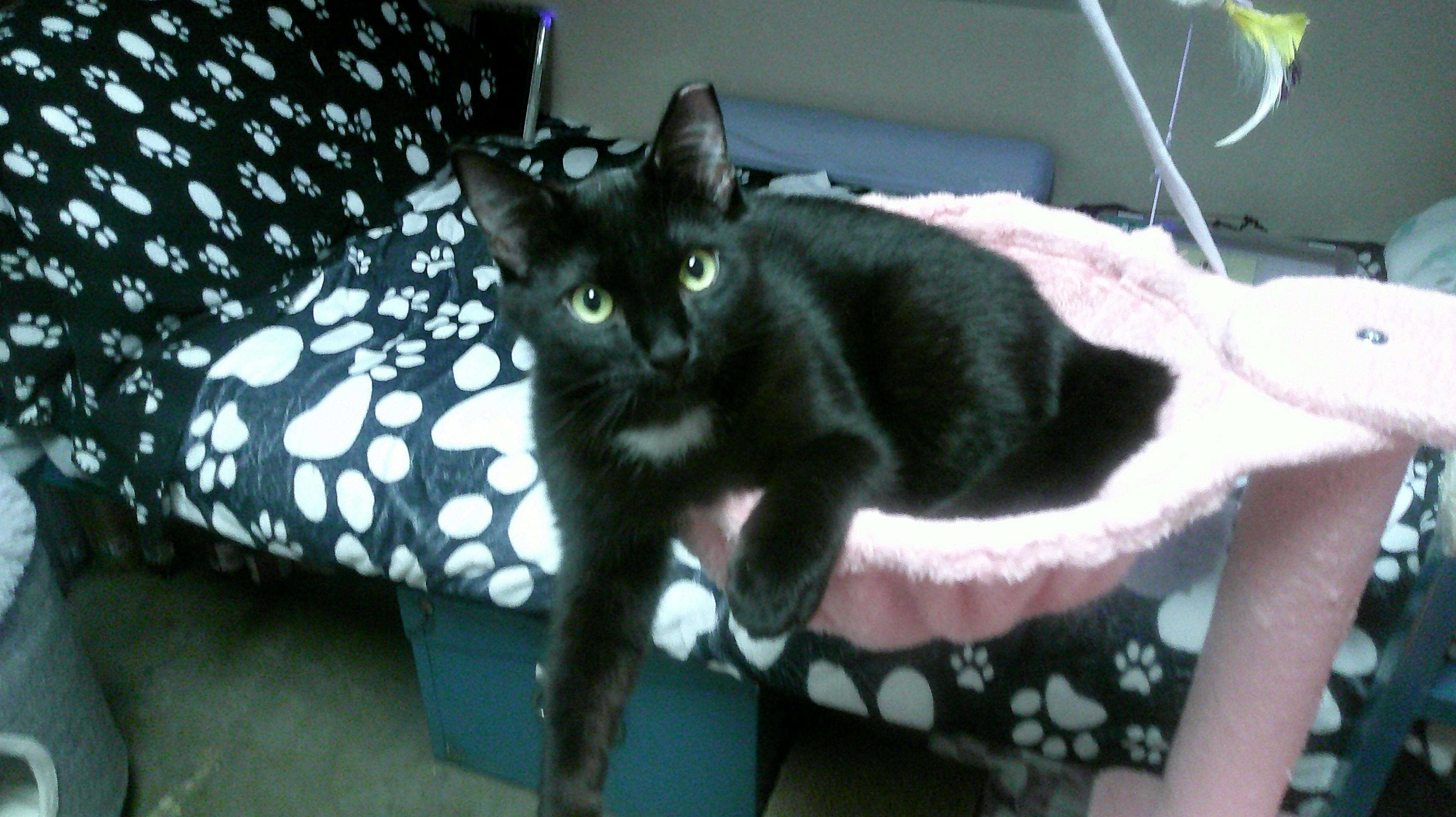 Enlarge Buddy, a ADOPTABLE Domestic Short Hair in Gig Harbor, WA image 3/3