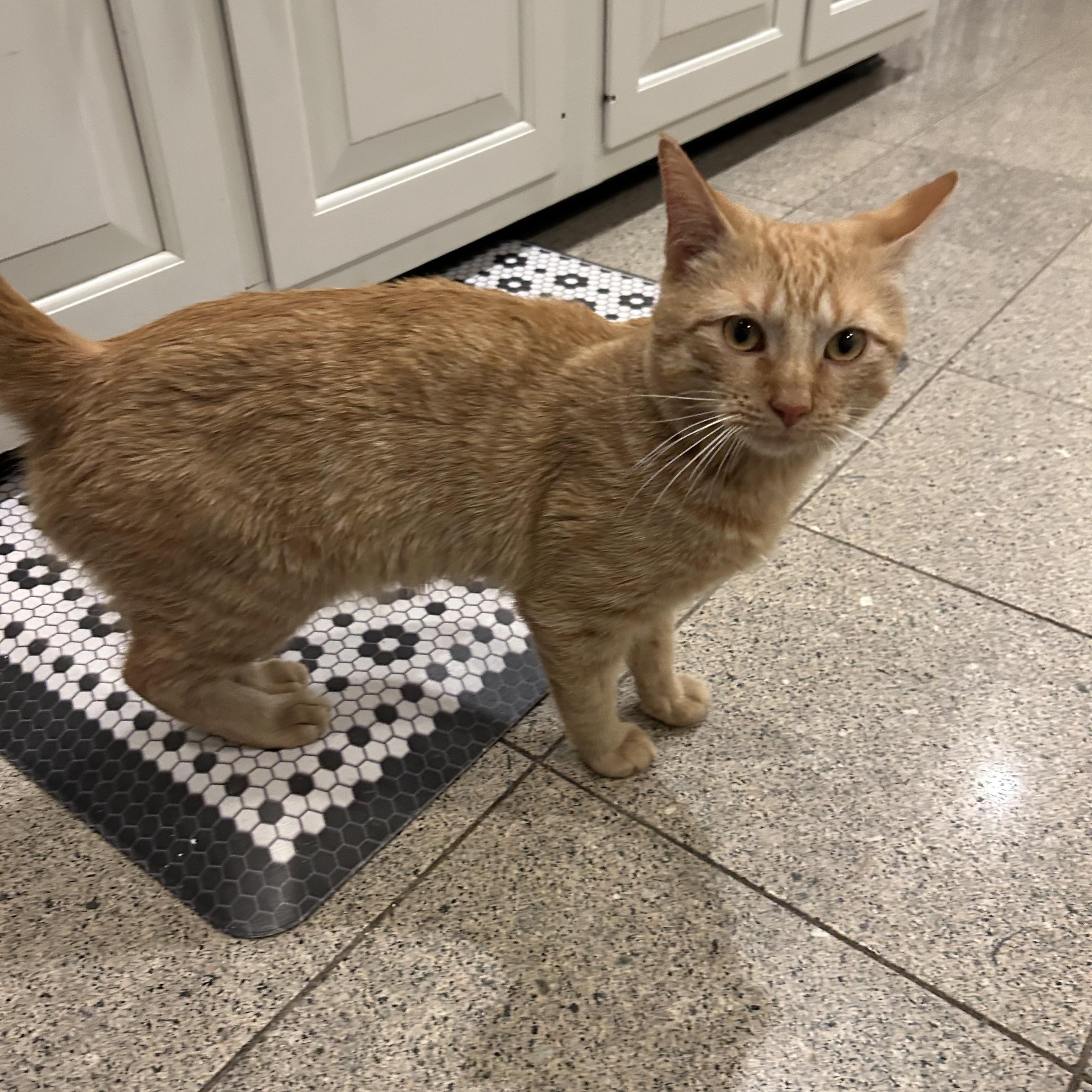 Butters , ADOPTABLE, Kitten Male Domestic Short Hair.
