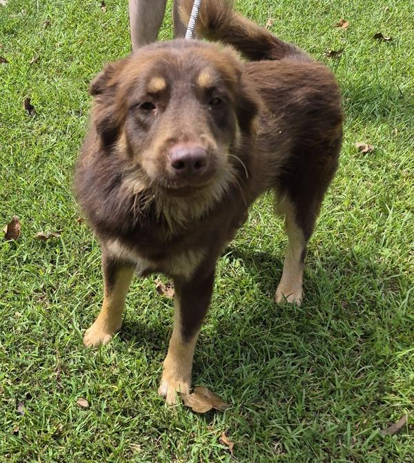 Enlarge Pen Ic-11 Vlad, a Adoptable mixed breed in Lawrenceville, GA image 1/1