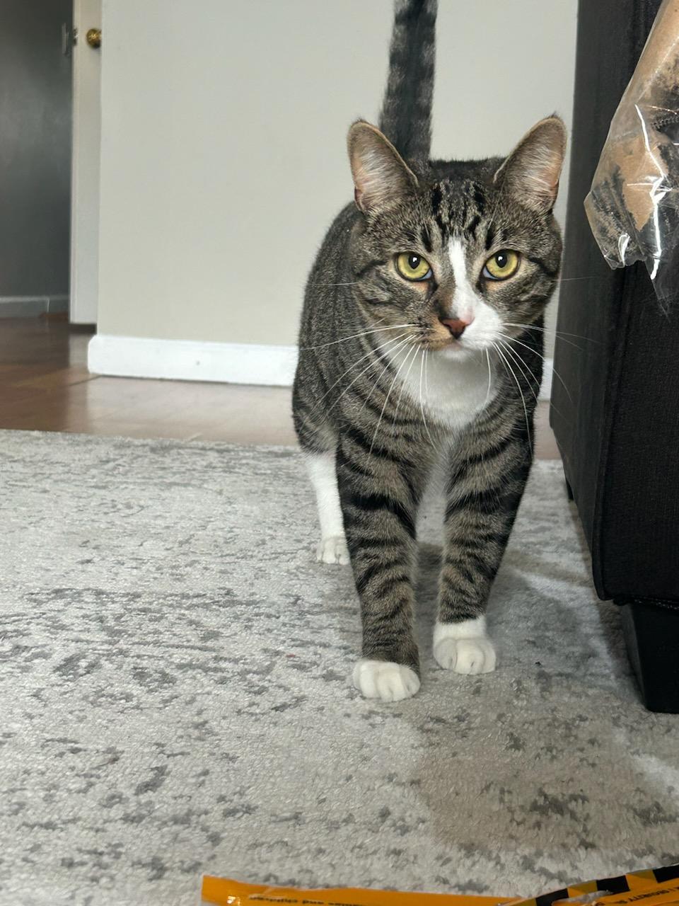 Elliot, a Adoptable American Shorthair in Brooklyn, NY image 1/2