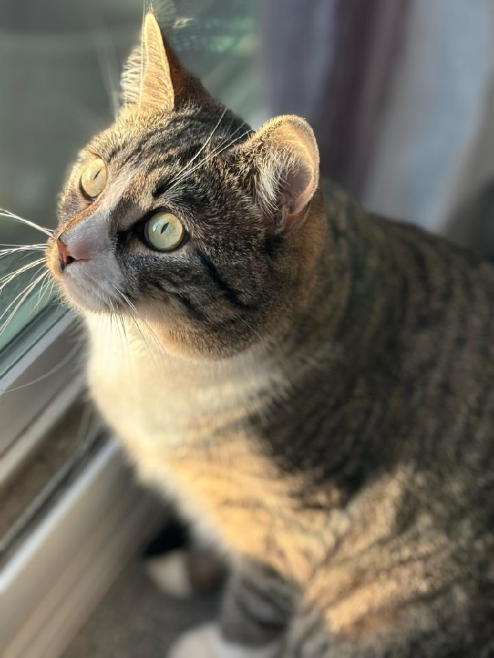 Elliot, a Adoptable American Shorthair in Brooklyn, NY image 2/2