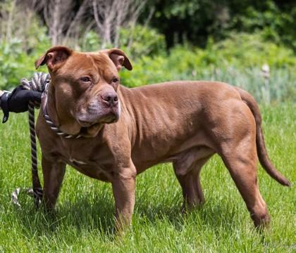 Enlarge Hereford, a Adoptable mixed breed in Mount Holly, NJ image 1/3