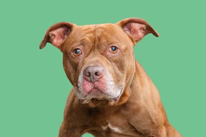 Hereford, Adoptable, Young Male American Staffordshire Terrier & Mixed Breed.
