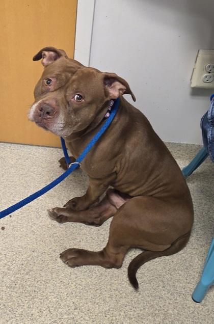 Enlarge Hereford, a Adoptable mixed breed in Mount Holly, NJ image 2/2