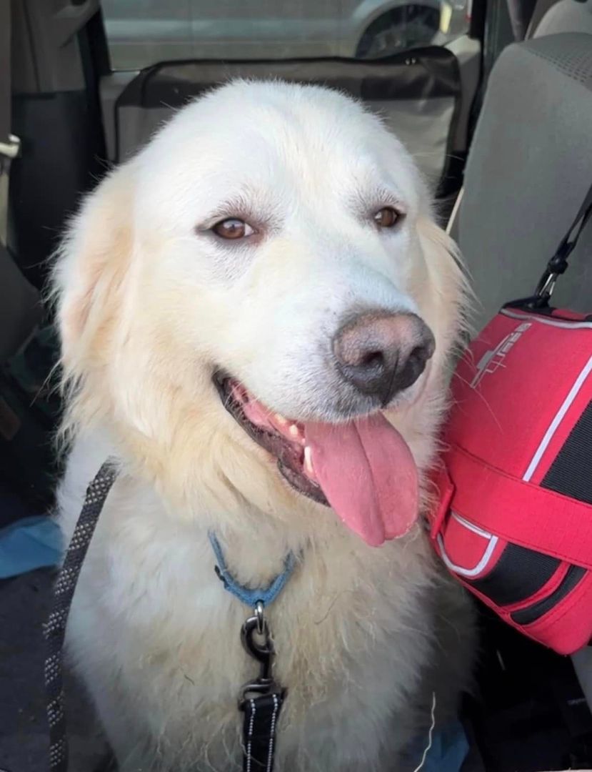 Roxie, a Adoptable Great Pyrenees in Richmond, VA image 1/3