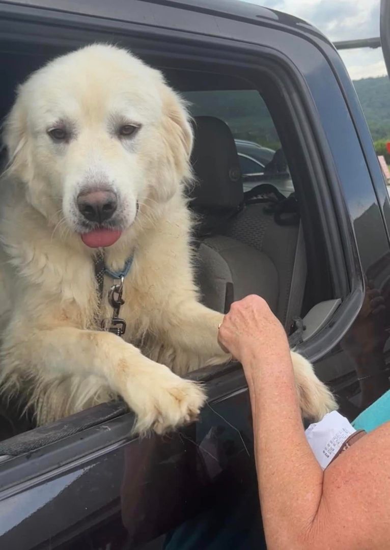 Roxie, a Adoptable Great Pyrenees in Richmond, VA image 2/3
