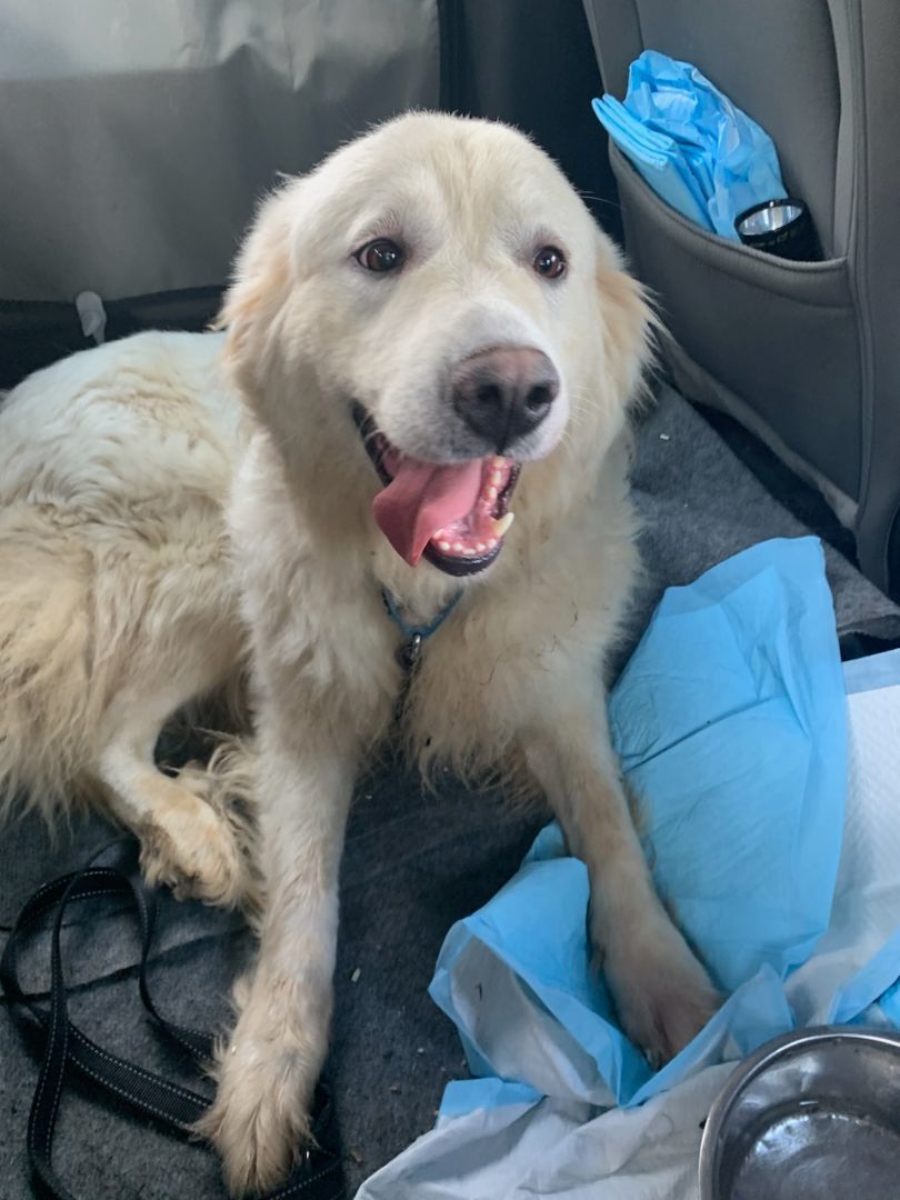 Roxie, a Adoptable Great Pyrenees in Richmond, VA image 3/3