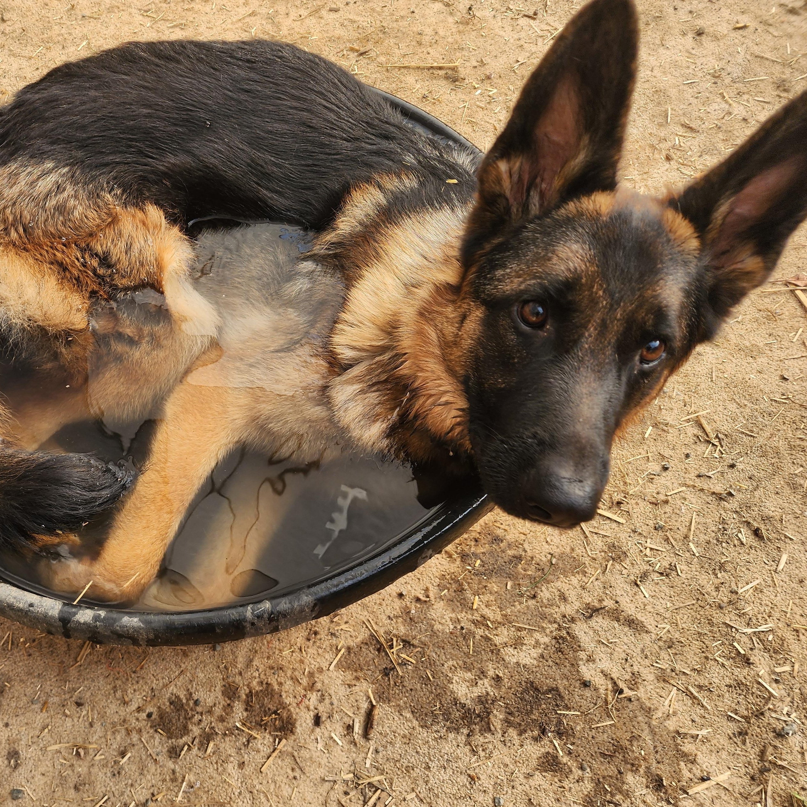 Enlarge Malia, a Adoptable German Shepherd Dog in Lafayette, CA image 2/3