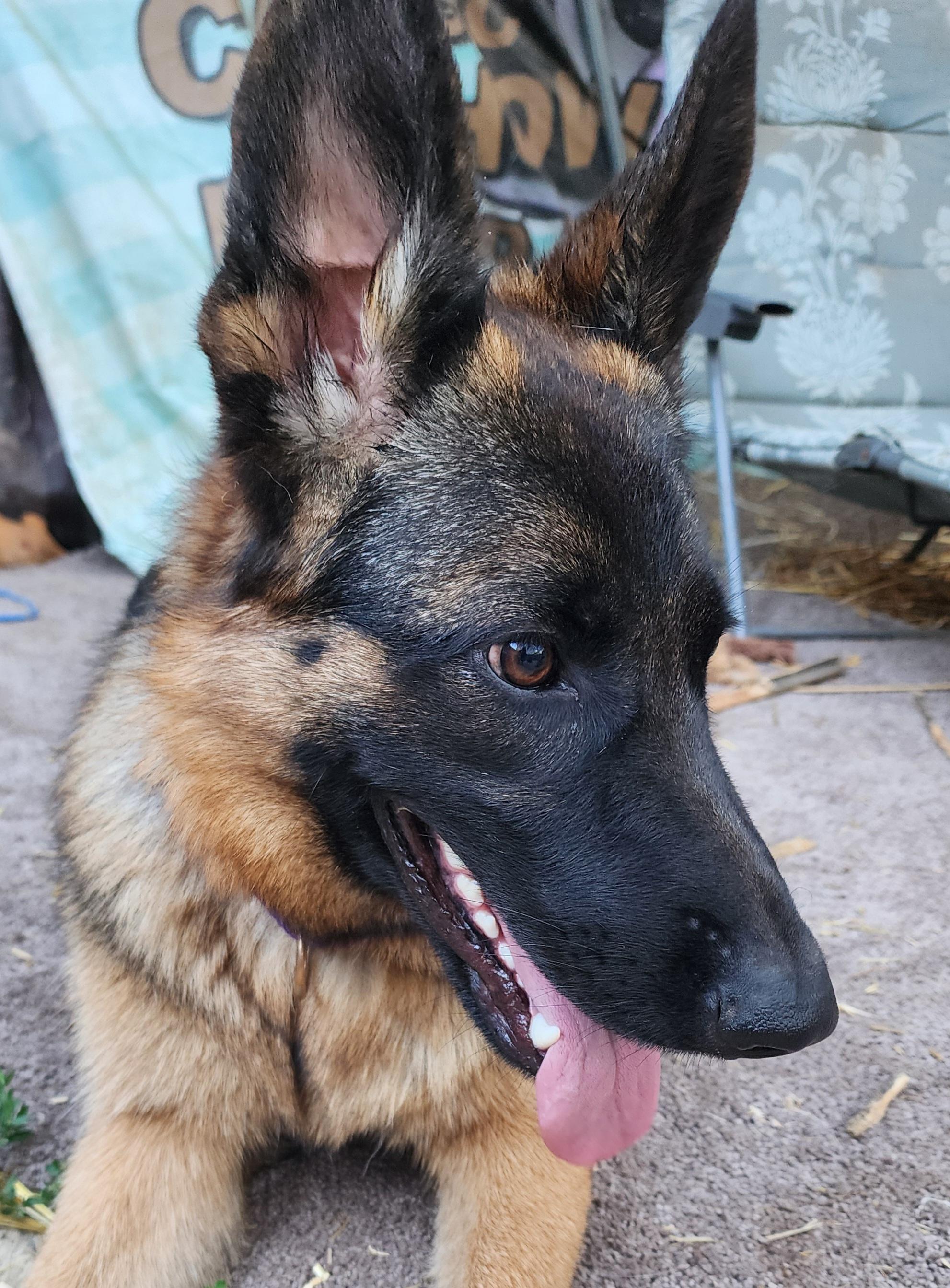 Enlarge Malia, a Adoptable German Shepherd Dog in Lafayette, CA image 1/3