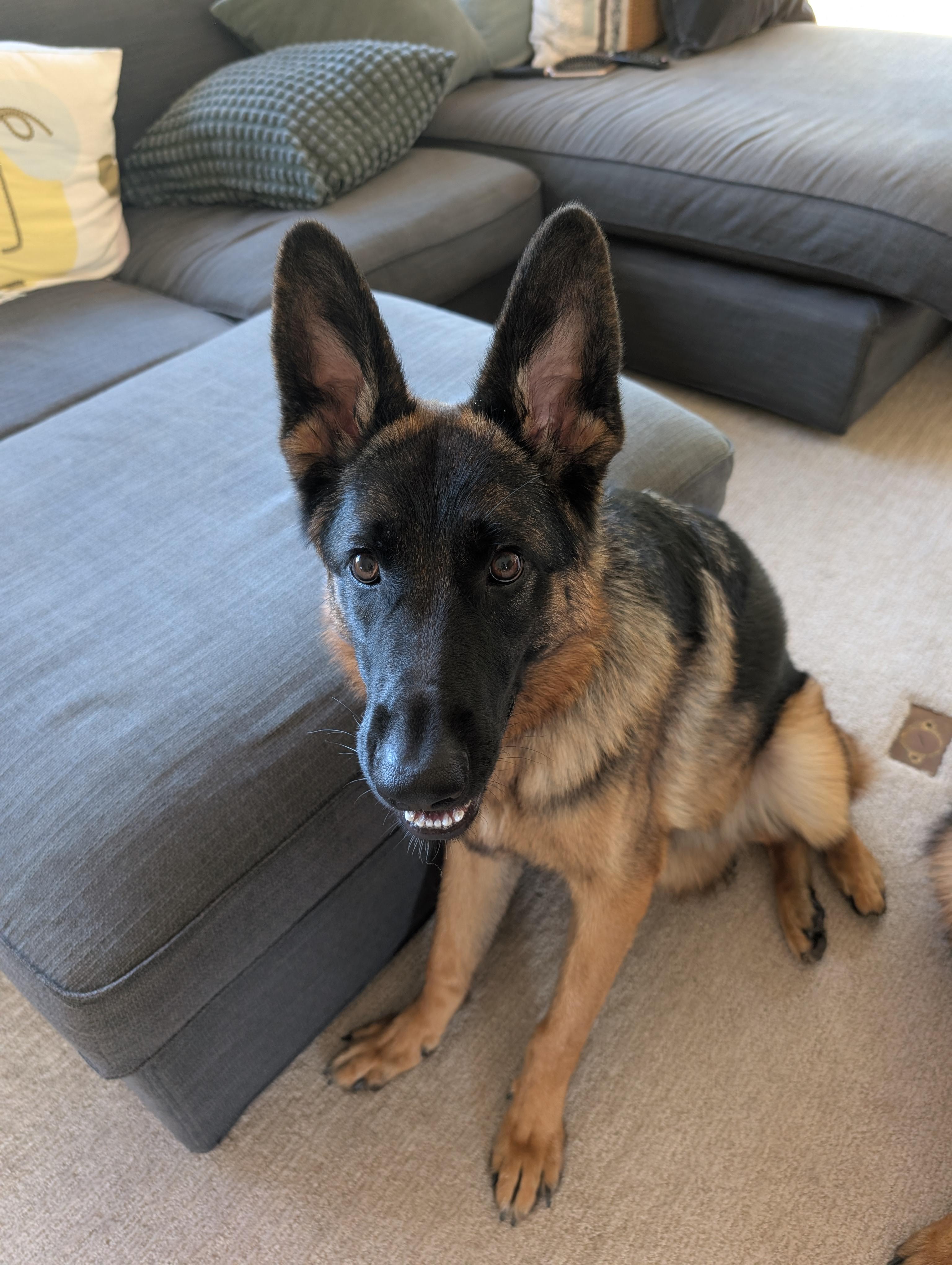 Enlarge Malia, a Adoptable German Shepherd Dog in Lafayette, CA image 3/3