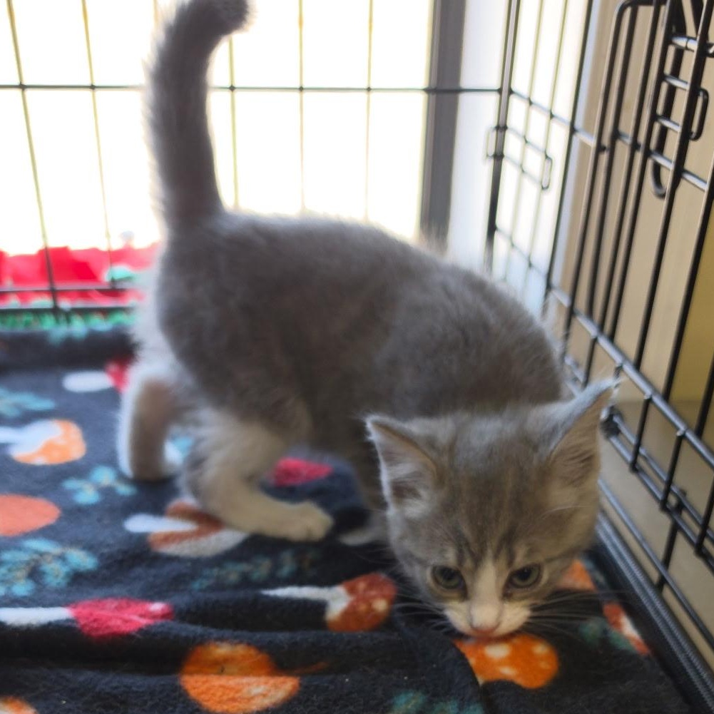 Keister, an adopted Tabby in Clarksville, VA image 2/2