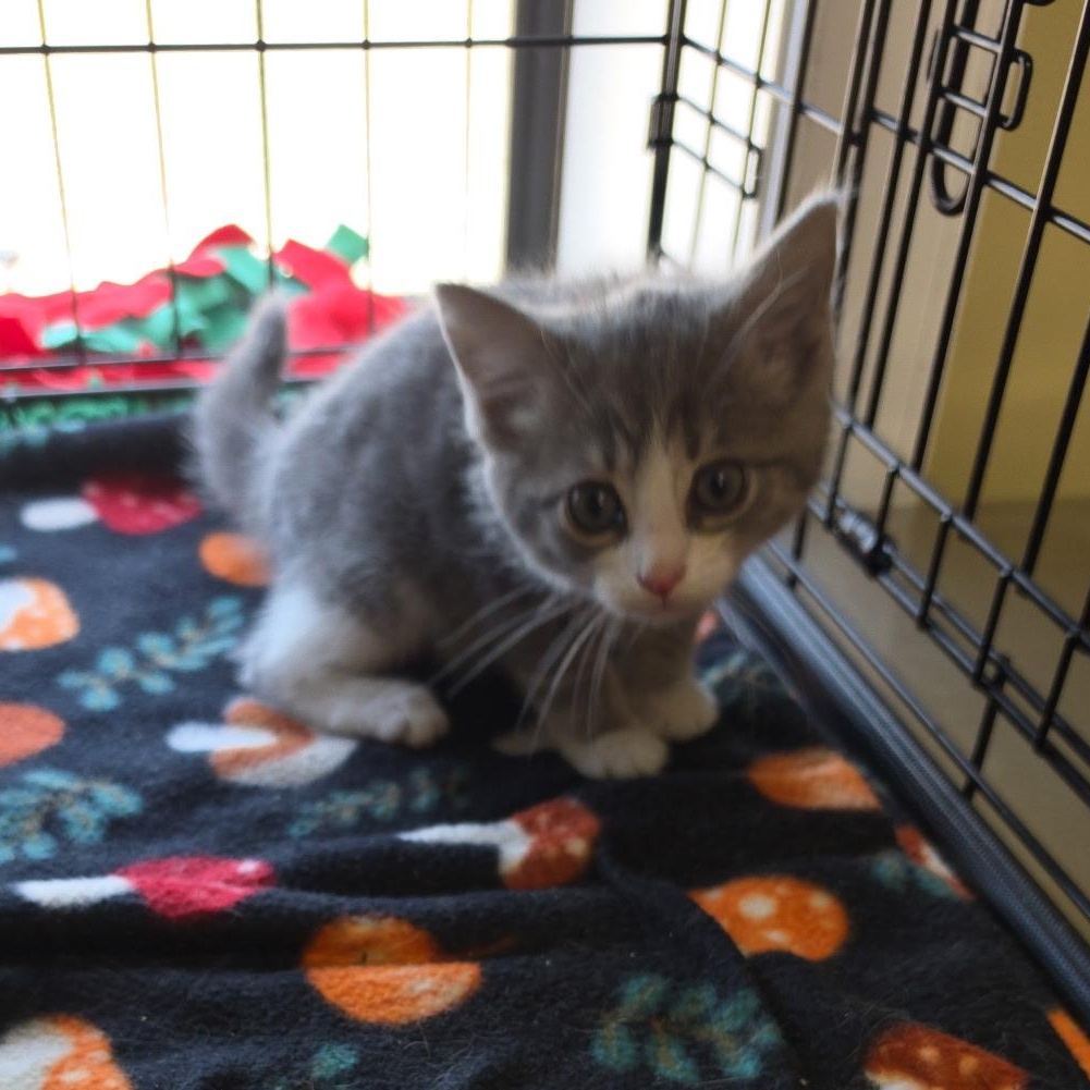 Keister, an adopted Tabby in Clarksville, VA image 1/2