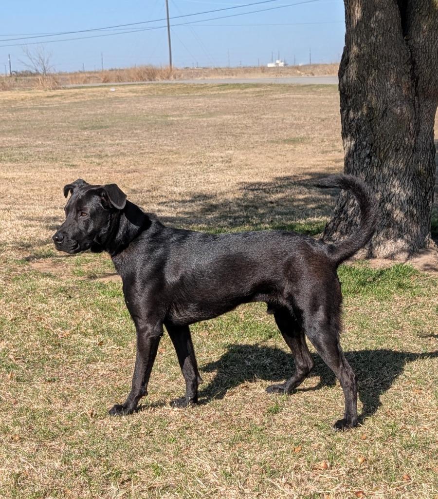 Uno, Adoptable, Young Male Labrador Retriever.