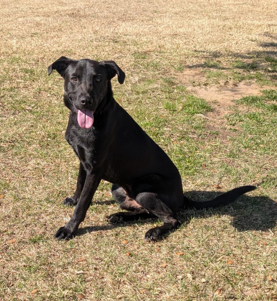 Enlarge Uno, a Adoptable Labrador Retriever in Arlington, TX image 4/6