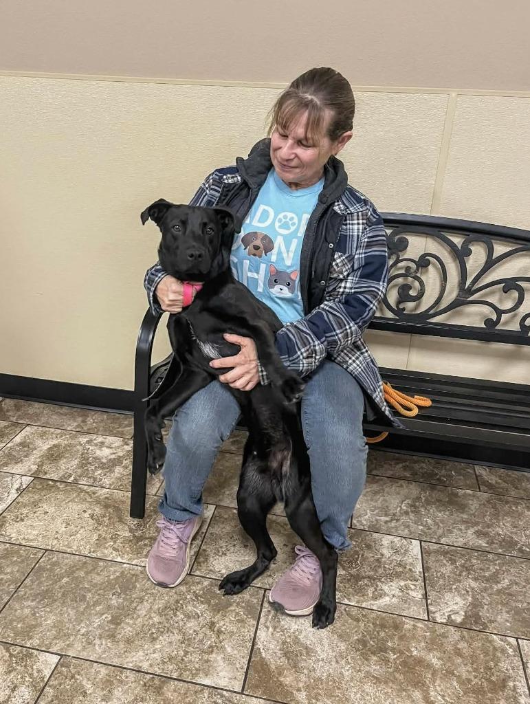 Enlarge Uno, a Adoptable Labrador Retriever in Arlington, TX image 1/1