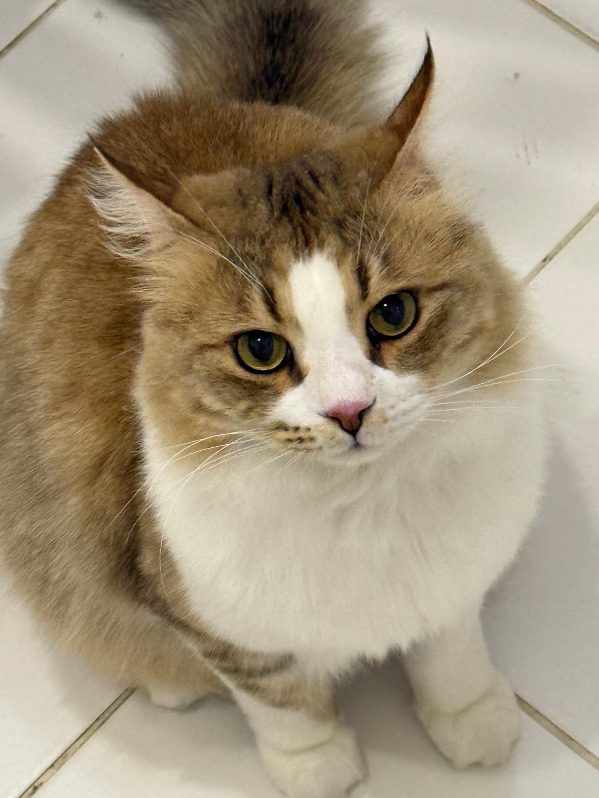 Enlarge DANDY, a Adoptable Siberian in Snow Hill, MD image 1/1