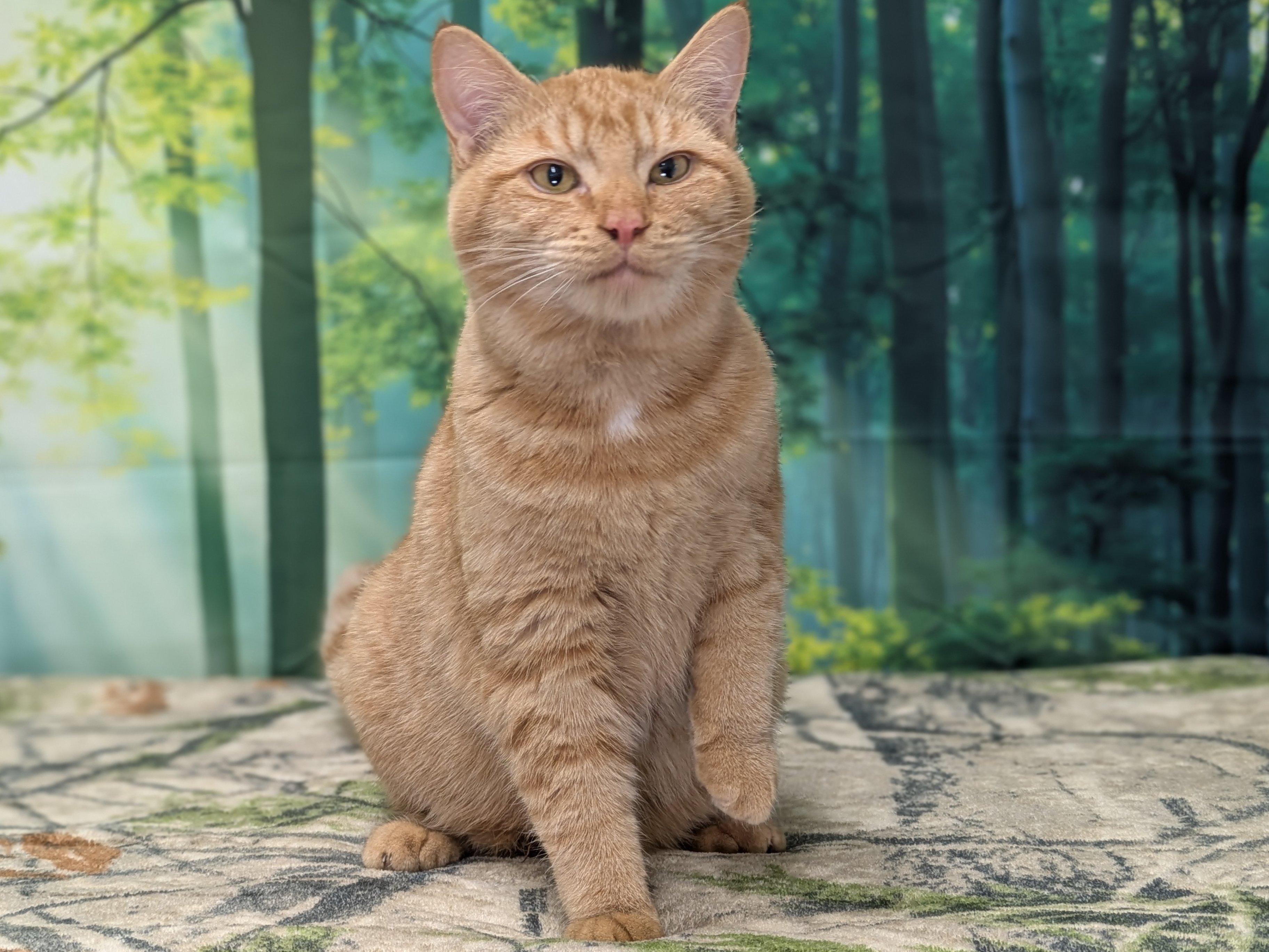 Camembert SHY CAT SPECIAL $20, an adoptable Tabby, Domestic Short Hair in Republic, WA, 99166 | Photo Image 3