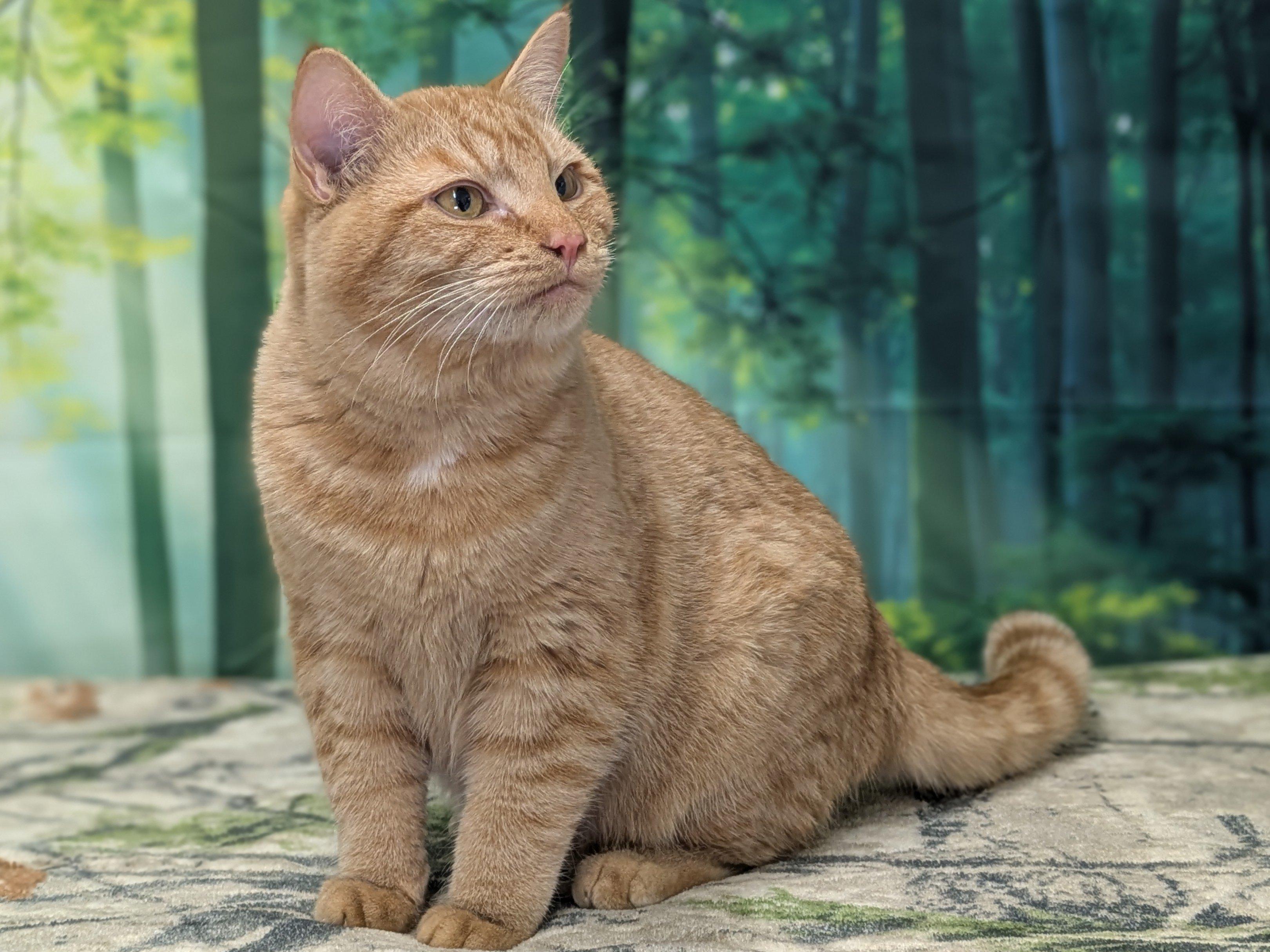 Enlarge Camembert SHY CAT SPECIAL $20, a Adoptable mixed breed in Republic, WA image 3/6