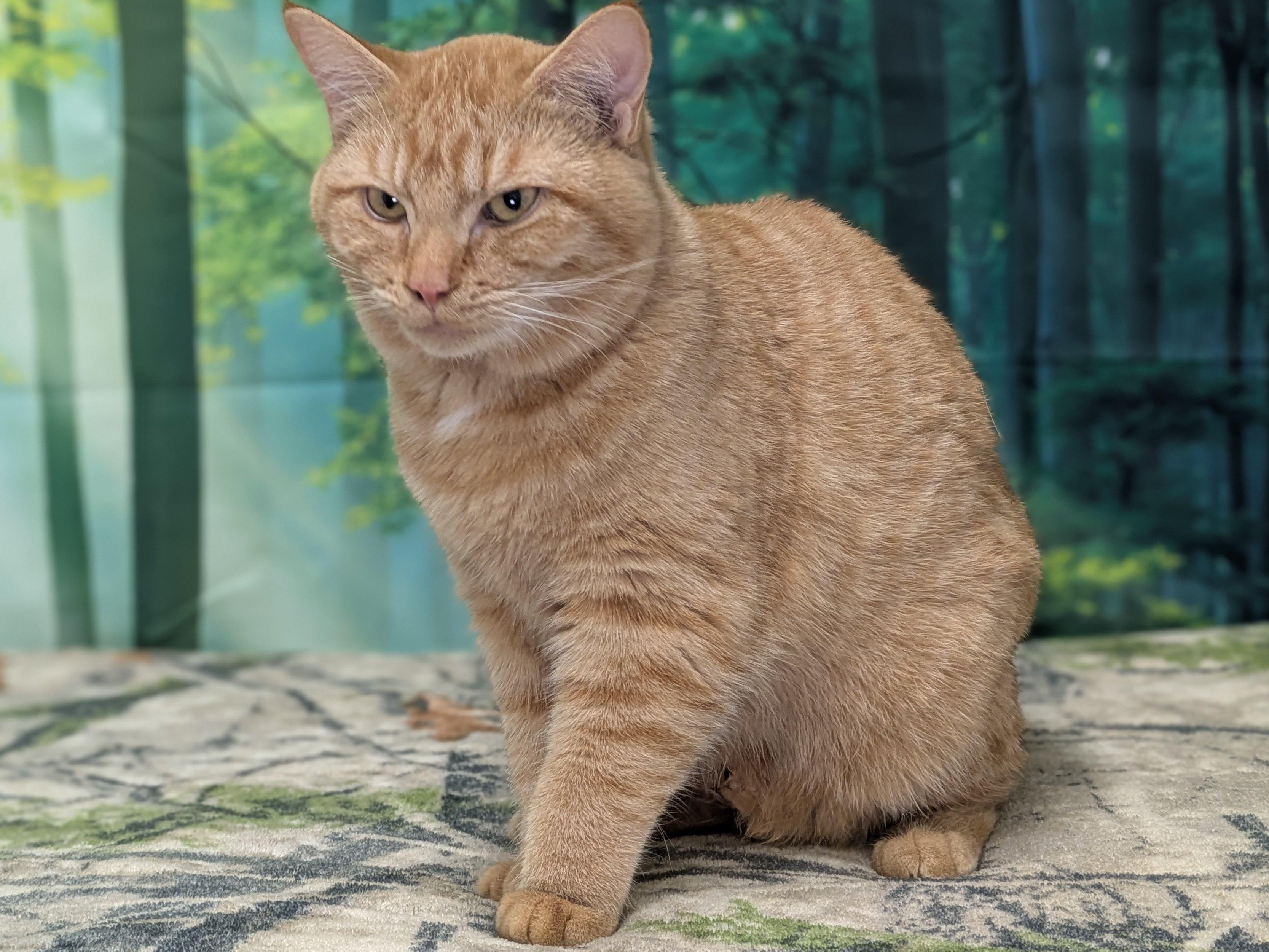 Camembert SHY CAT SPECIAL $20, an adoptable Tabby, Domestic Short Hair in Republic, WA, 99166 | Photo Image 4