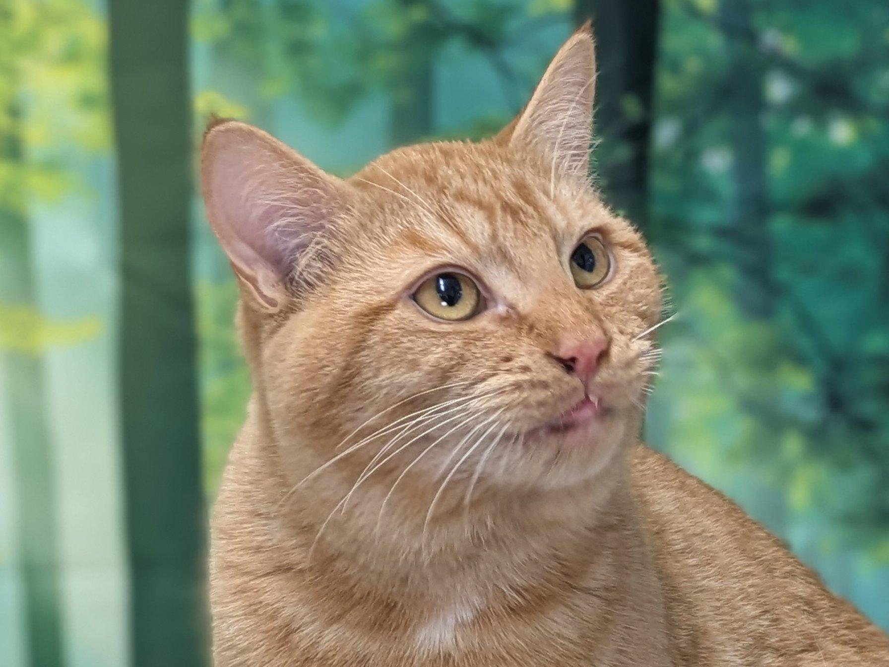 Camembert SHY CAT SPECIAL $20, an adoptable Tabby, Domestic Short Hair in Republic, WA, 99166 | Photo Image 2