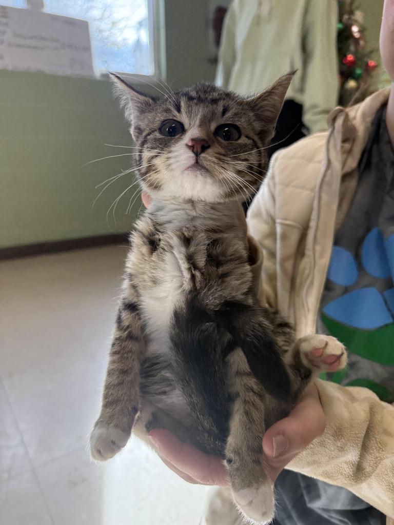 Niche, Adoptable, Kitten Male Domestic Short Hair.