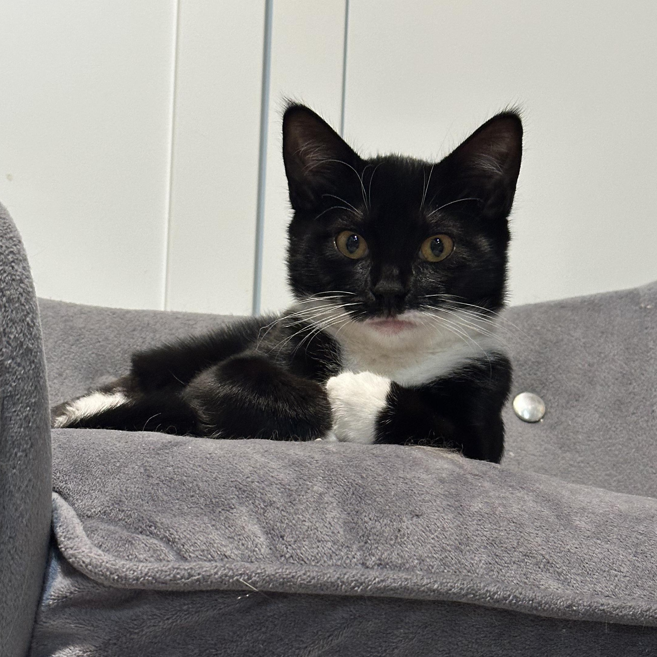 Enlarge Meep, a Adopted Domestic Short Hair in Scranton, PA image 3/6