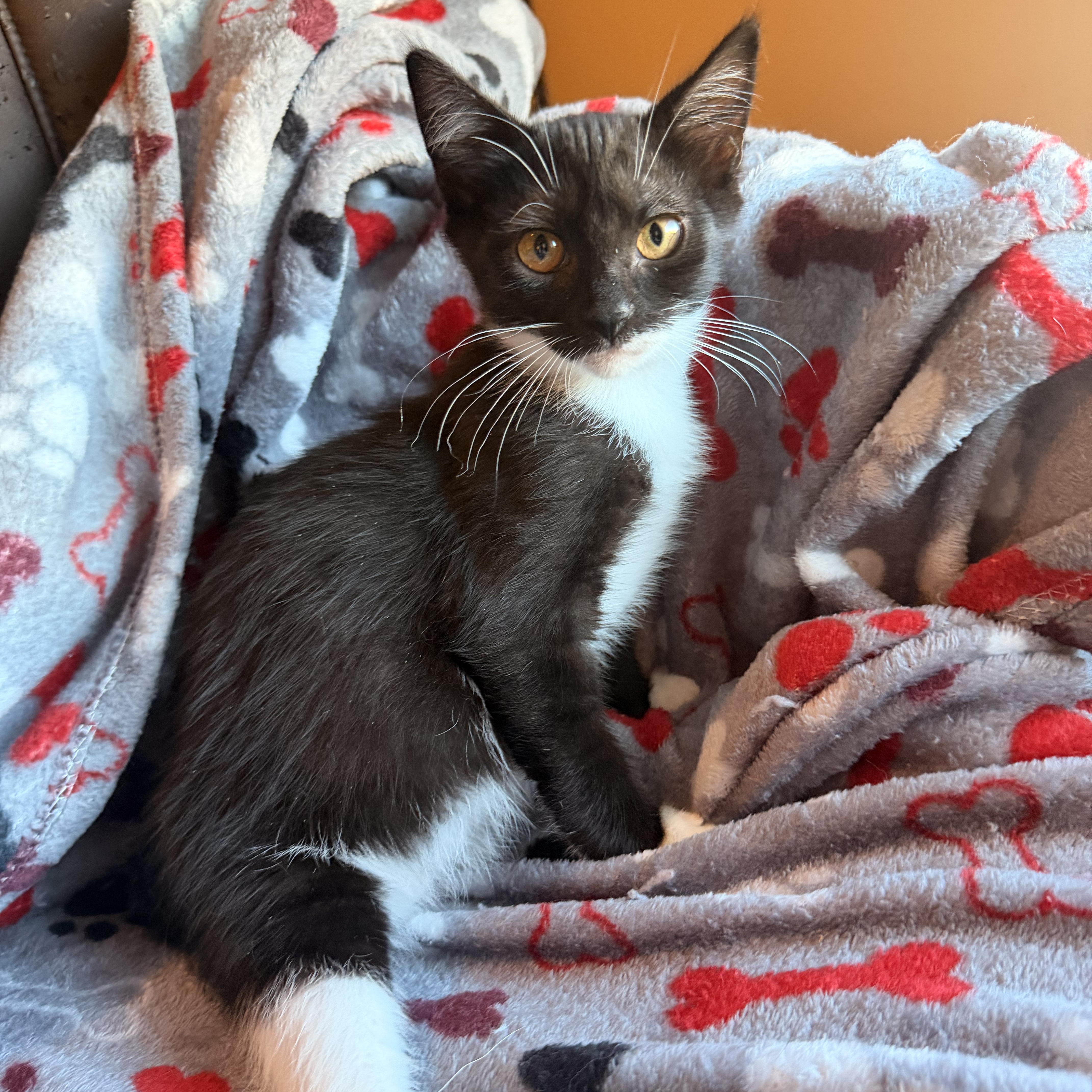 Meep, Adoptable, Kitten Female Domestic Short Hair.