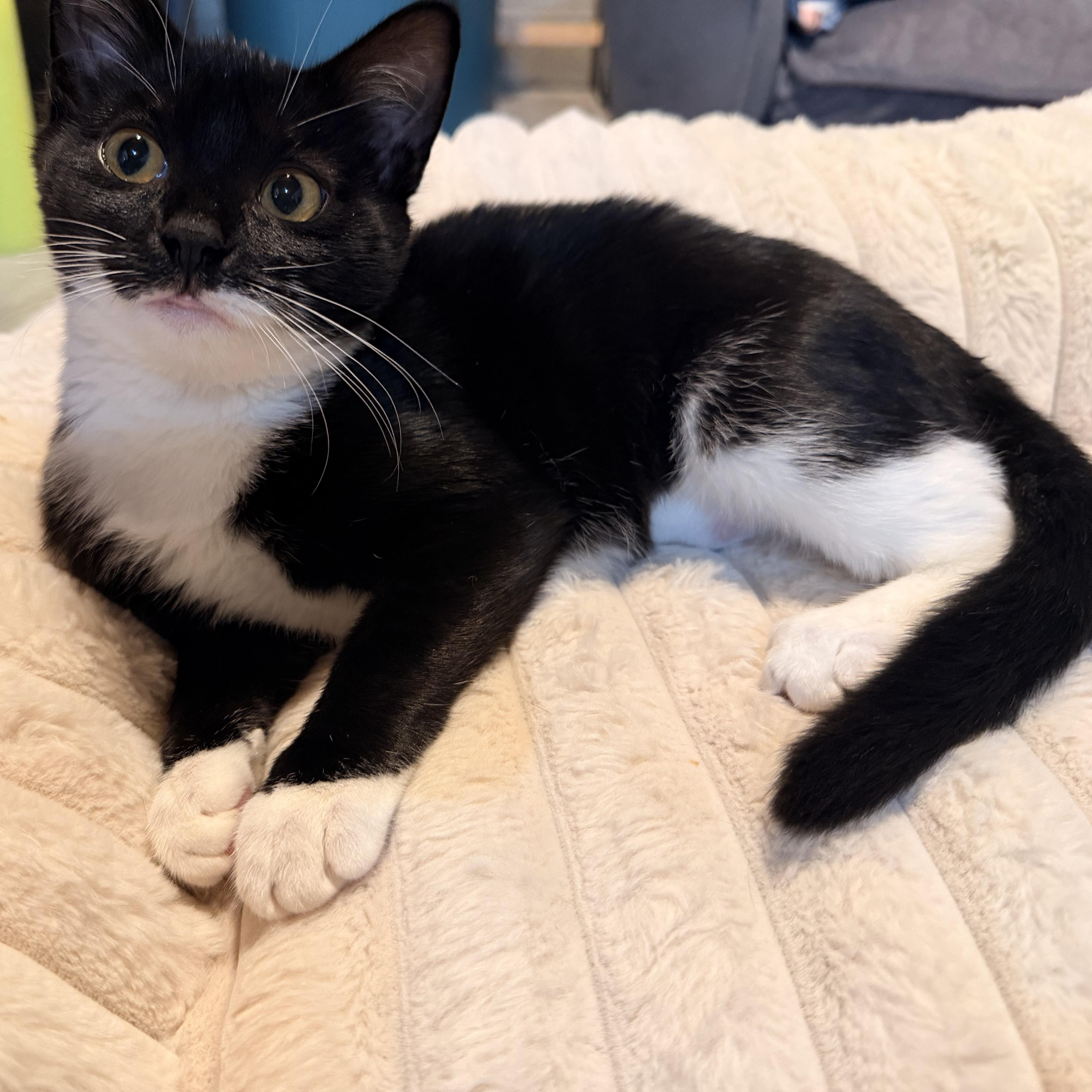 Enlarge Meep, a Adopted Domestic Short Hair in Scranton, PA image 2/6
